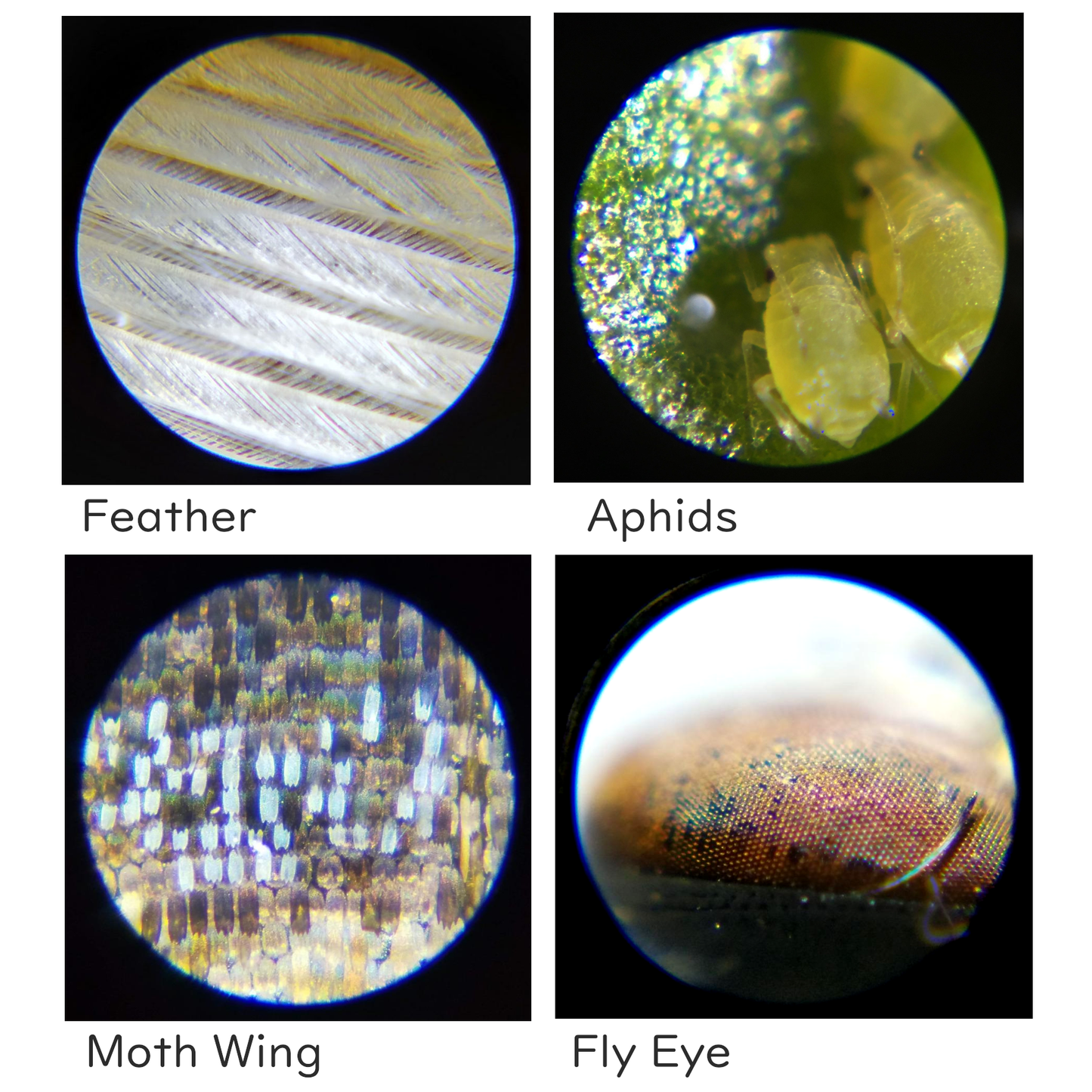 Carson MicroBrite™ Plus 60x-120x LED Lighted Zoom Pocket Microscope MM-300